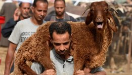 الأضحية