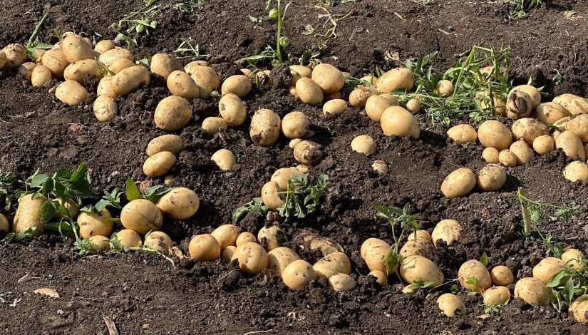 بطاطس