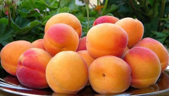 مشمش