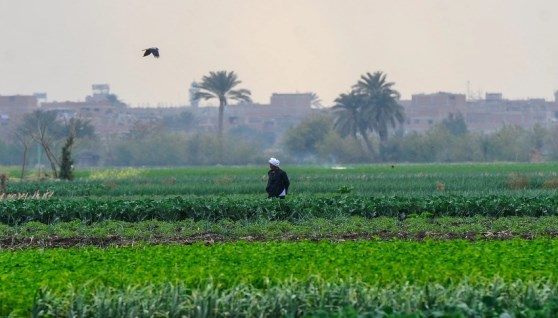 أرض زراعية