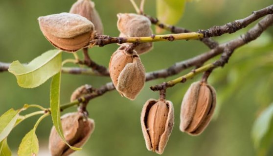 زراعة اللوز
