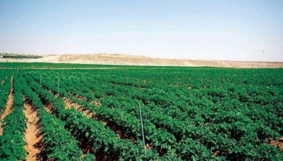الاستثمار الزراعي صورة تعبيرية