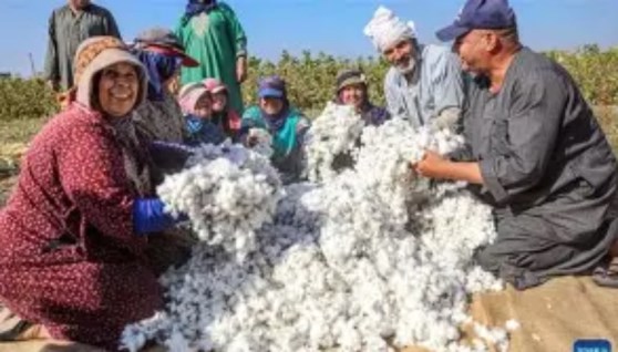 القطن المصري