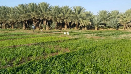 الزراعة