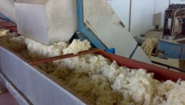 حلج أقطان