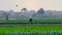 أراضي زراعية أرشيفية