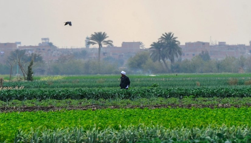 أرض زراعية