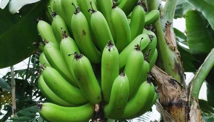 موز