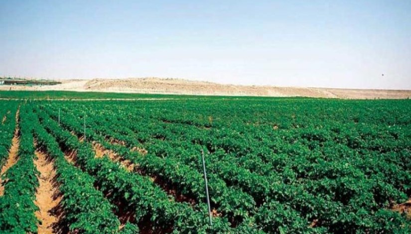 الاستثمار الزراعي صورة تعبيرية