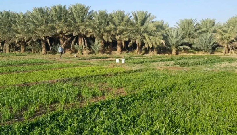 الزراعة