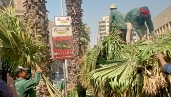 تقليم النخيل بشارع فيصل