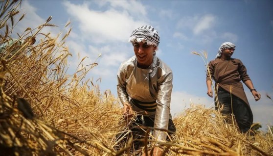 مزارعان يحصدان القمح - صورة أرشيفية