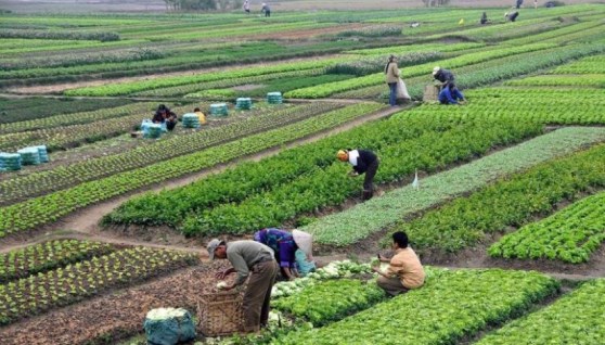 مركز المناخ يوجه حزمة توصيات عاجلة للمزارعين