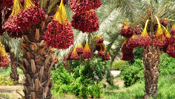 النخيل 