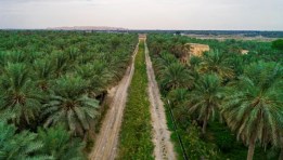 مزرعة مجدول