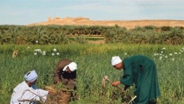 أرض زراعية