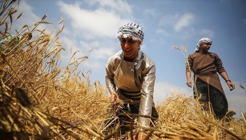 مزارعان يحصدان القمح - صورة أرشيفية