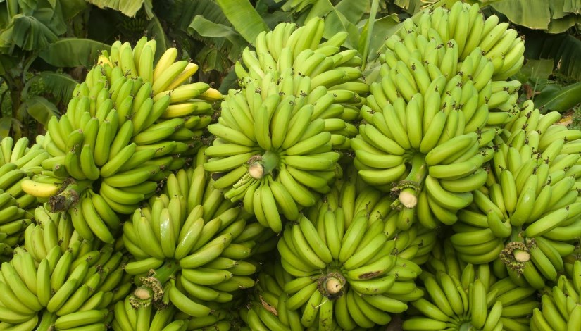 الموز