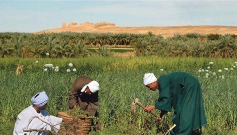 أرض زراعية