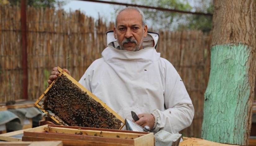 العسل
