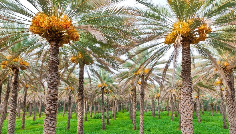  النخيل في مصر - أرشيفية