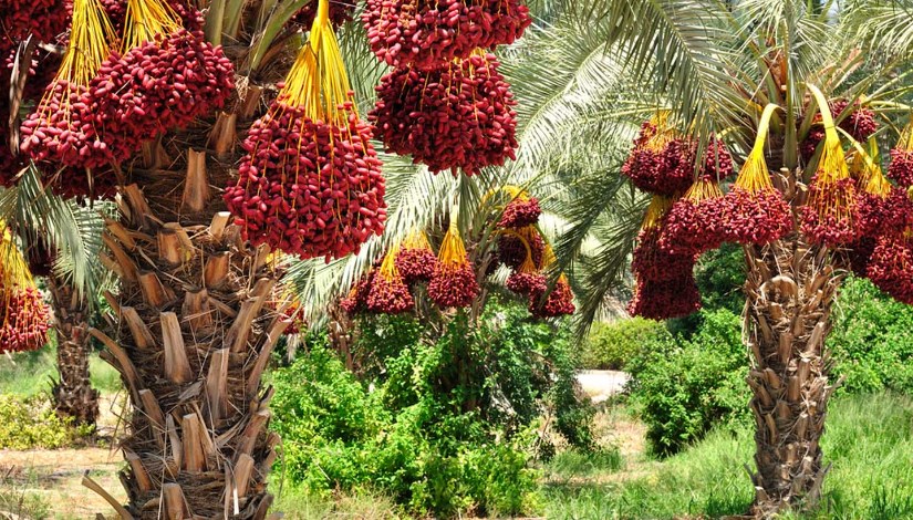 النخيل 