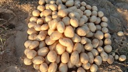 بطاطس