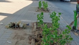 زراعة أحواض الزهور بشارع صلاح جاهين