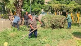  وتجميل الأشجار بميدان ابن خلدون في العجوزة
