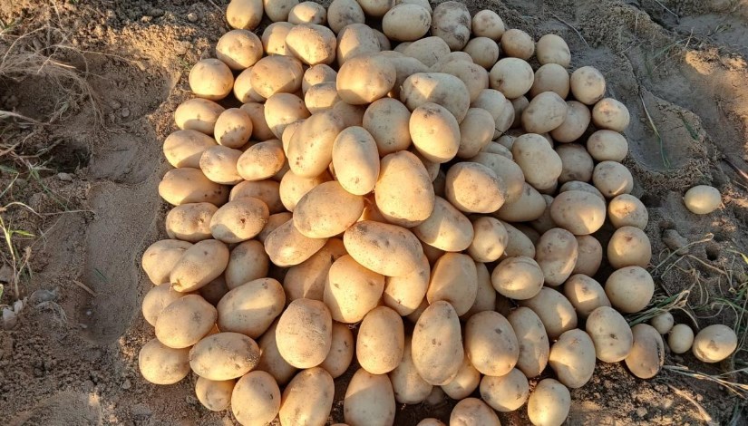 بطاطس
