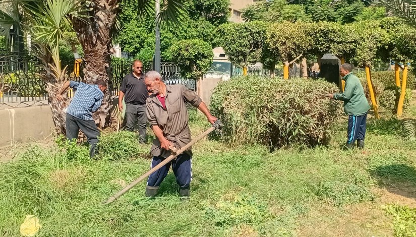  وتجميل الأشجار بميدان ابن خلدون في العجوزة