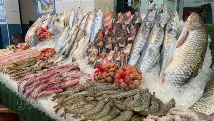أسعار الأسماك اليوم