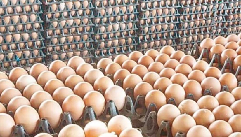 أسعار البيض اليوم