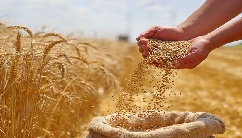  إمدادات القمح العالمية- تعبيرية