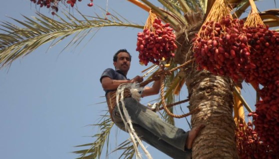 عامل نخيل