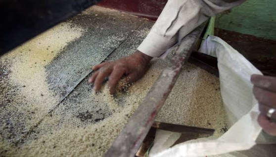 مضارب الأرز في مصر