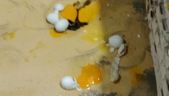 البيض الفاسد