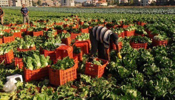  تحويل الحاصلات الزراعية لمنتجات تصنيعية في 2026