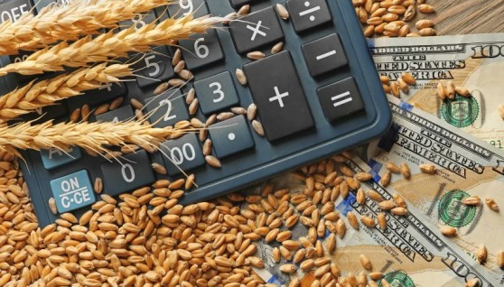ارتفاع أسعار القمح 