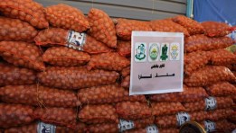 بطاطس