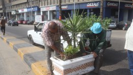 زراعة أشجار في شوارع العجوزة 