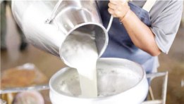  مشروع تجميع ألبان 