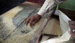 مضارب الأرز في مصر