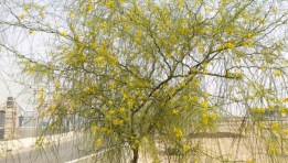مبادرة اتحضر للأخضر