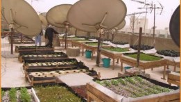 زراعة الاسطح