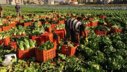  تحويل الحاصلات الزراعية لمنتجات تصنيعية في 2026