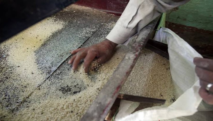 مضارب الأرز في مصر