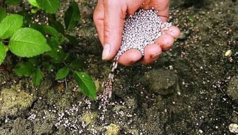 أسمدة فوسفاتية- أرشيفية