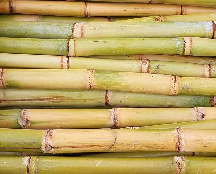 Sugar Cane feedstock